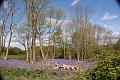 logs in bluebells